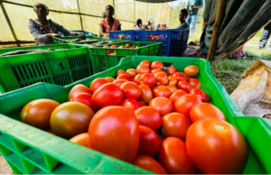 🇷🇼Digital Markets Double Farmers’ Income in Rwamagana District