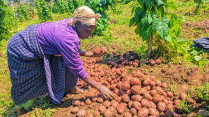 🇷🇼Musanze Potato Farmers Reclaim Profits as Digital Platform Cuts Out Middlemen