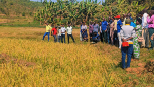 🇷🇼Kirehe Farmers Discover Irrigation Dams Can Do More Than Supply Water as Gatsibo Farmers Use Them to Fund Their Own Maintenance