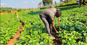 🇷🇼 Kirehe Farmers Learn How Growing One Crop Can Save Irrigation Water and Increase Harvests