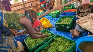 🇷🇼Irrigation Transforms Farming into a Source of Jobs and Food Security in Rwamagana District