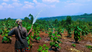 SAIP II’s Irrigation Investment Inspires CHUR to Create Over 80 Jobs and Plan Agriculture Faculty