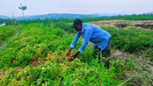 🇷🇼Climate Change No Longer Dictates Harvests for Rwanda’s Smallholder Farmers