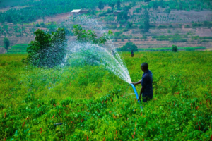 🇷🇼SAIP Support Turns Kayonza’s Dry Fields into Farms That No Longer Wait for Rain